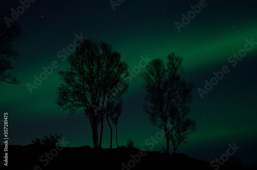 tree silouette with aurora borealis and stars at night background