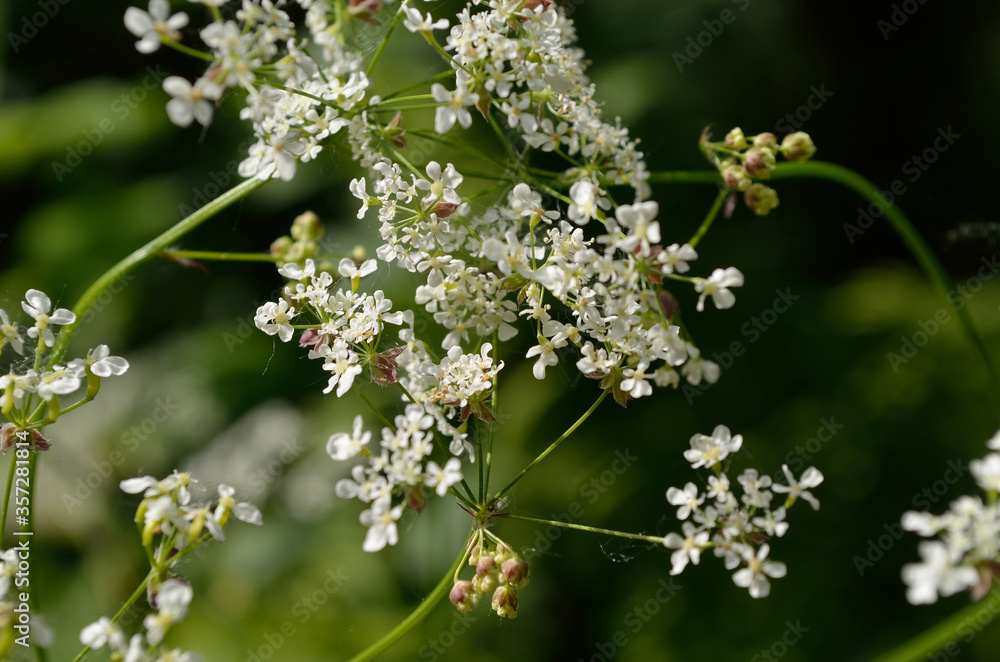 white wildflower in summer forest white wildflower in summer forest