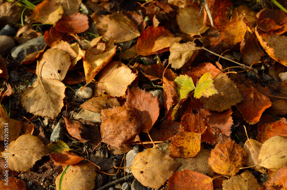 birch leaves on ground in autumn macro photo