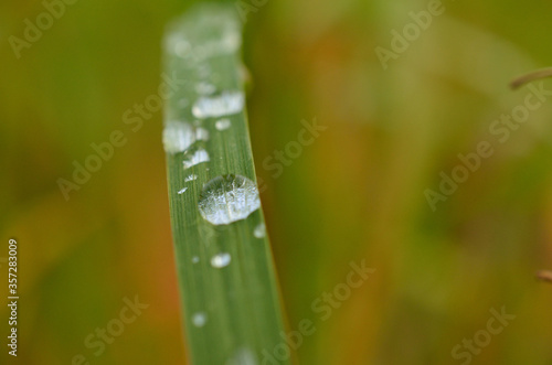 small fresh dew drops on green grass macro photo