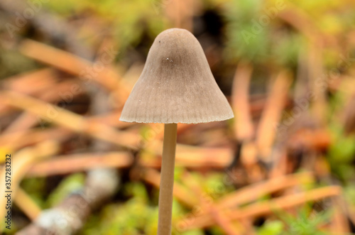 small beautiful mushrooms, fungus in wild autumn nature forest macro