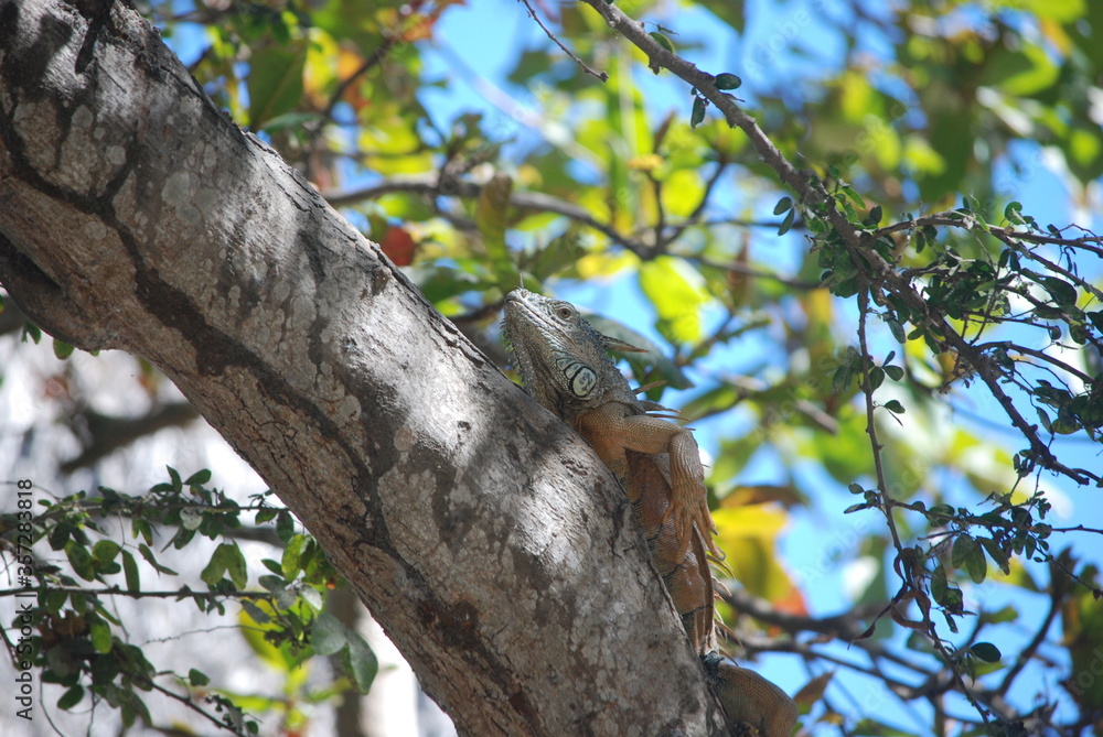 iguana on the tree iguana on the tree