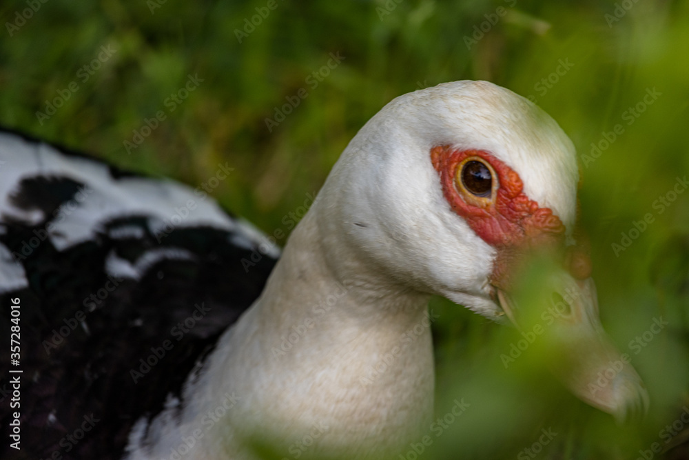 Obraz premium portrait of a goose
