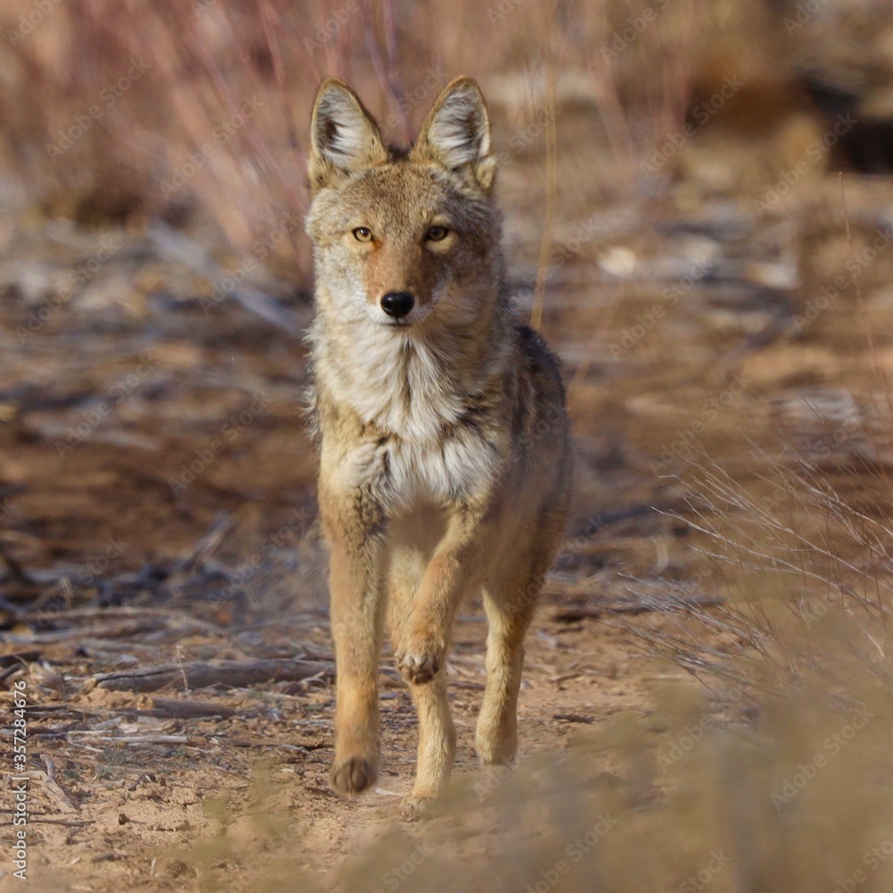 Obraz premium coyote running in forest 