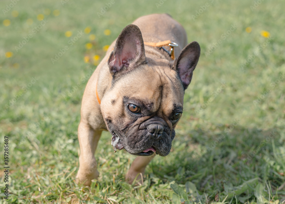Funny french bulldog outdoors on a sunny summer day. Positive emotions. The concept of favorite animals. Dog playing outdoors in the park