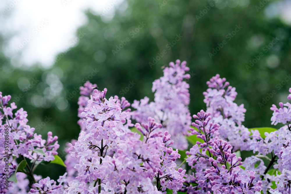 Lilac branch of a blossoming lilac on a bright background Lilac branch of a blossoming lilac on a bright background