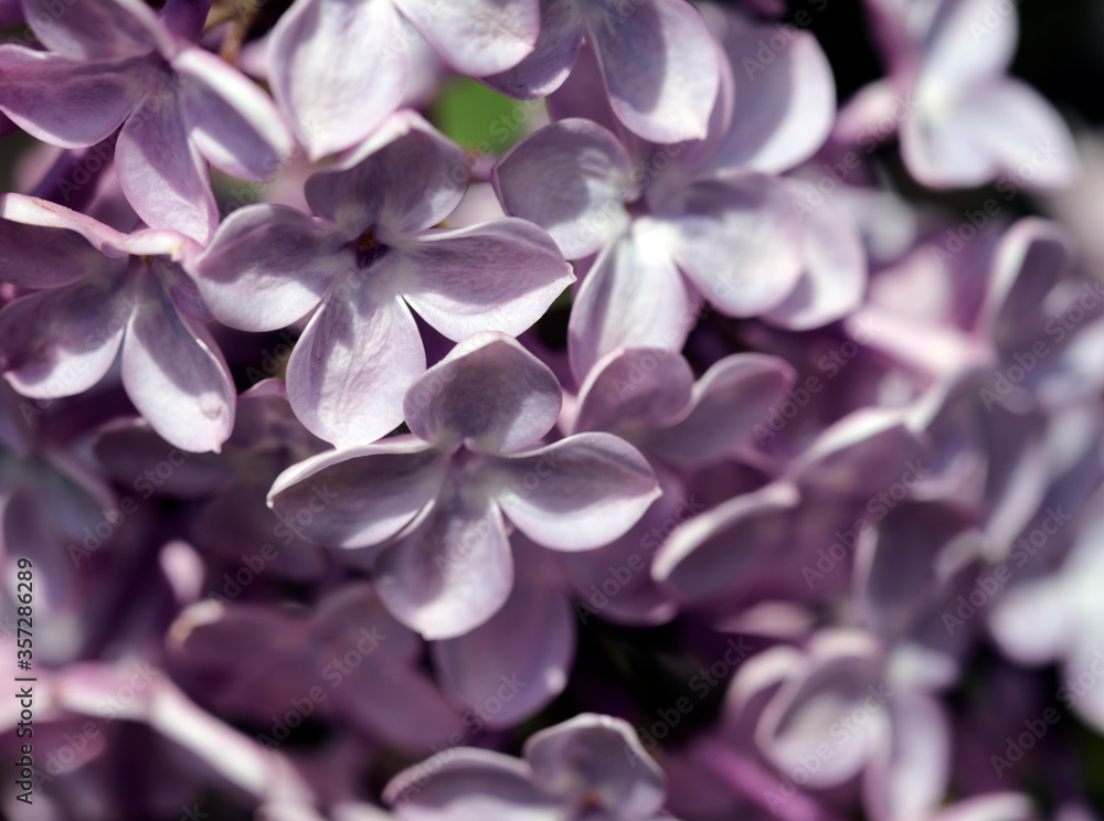 lilac petals blooming lilac closeup