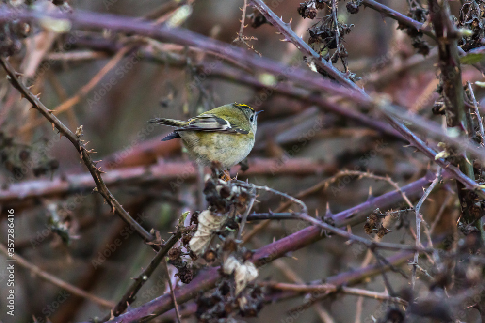 Goldcrest (Regulus regulus)