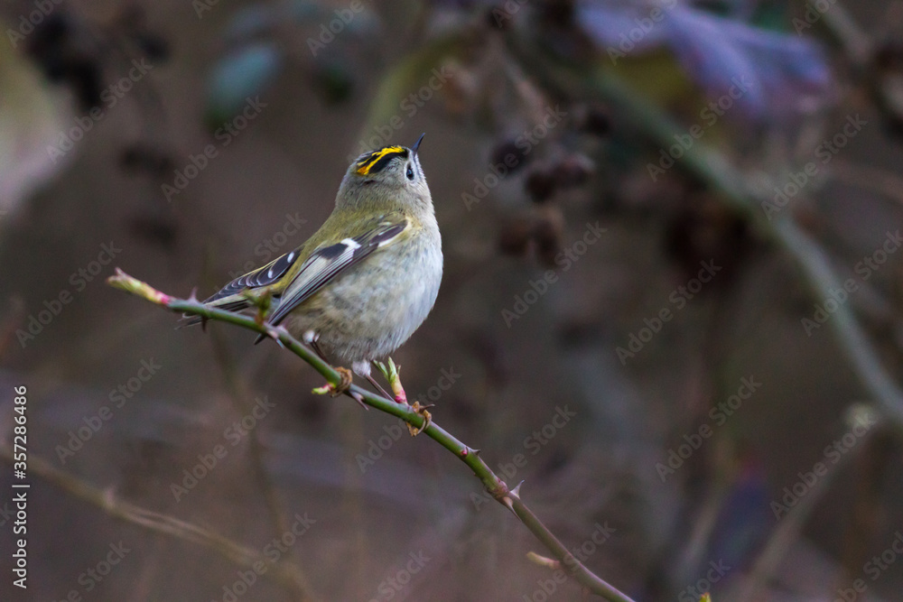 Goldcrest (Regulus regulus)