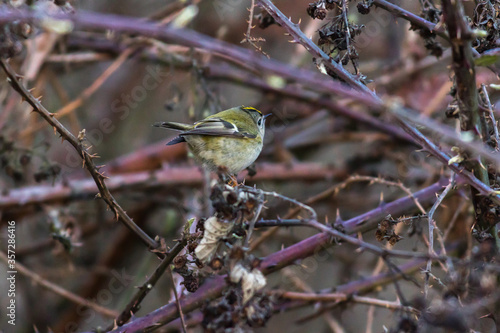 Obraz na płótnie Goldcrest (Regulus regulus) w salonie