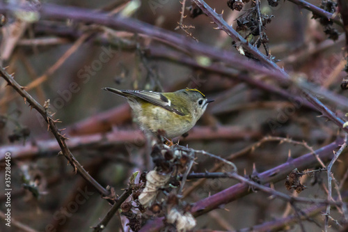 Obraz na płótnie Goldcrest (Regulus regulus) w salonie