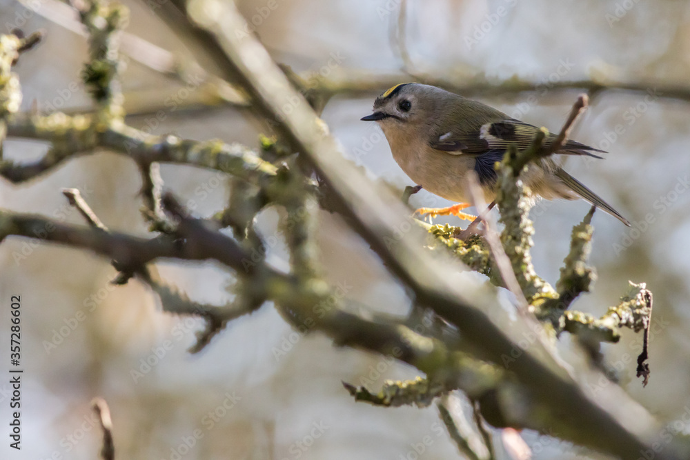 Goldcrest (Regulus regulus)