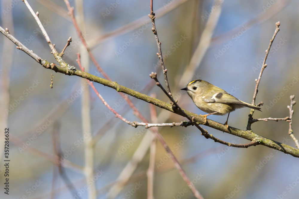 Goldcrest (Regulus regulus)