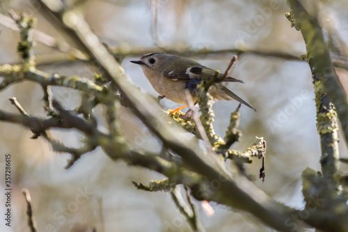 Obraz na płótnie Goldcrest (Regulus regulus) w salonie