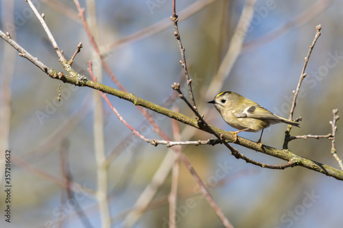 Obraz na płótnie Goldcrest (Regulus regulus) w salonie