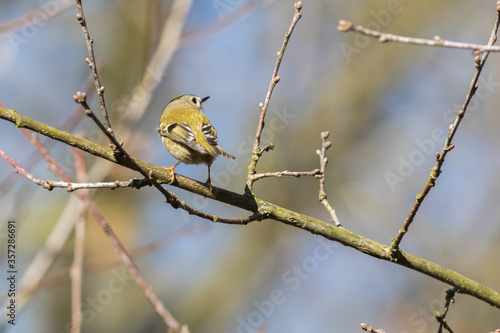 Goldcrest (Regulus regulus) photo