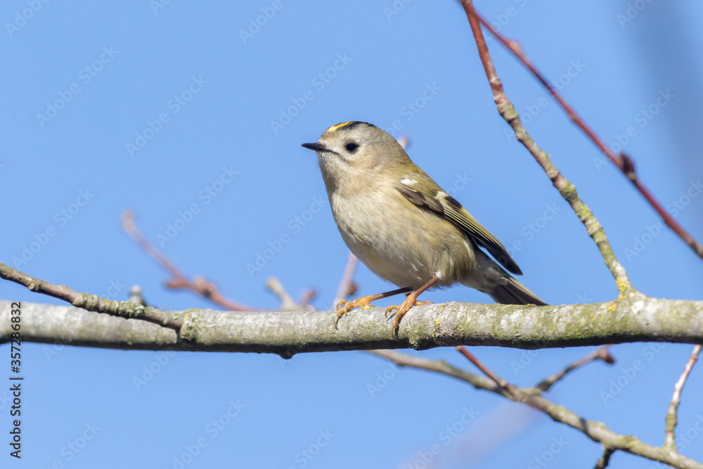 Goldcrest (Regulus regulus)