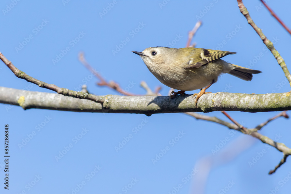 Goldcrest (Regulus regulus)