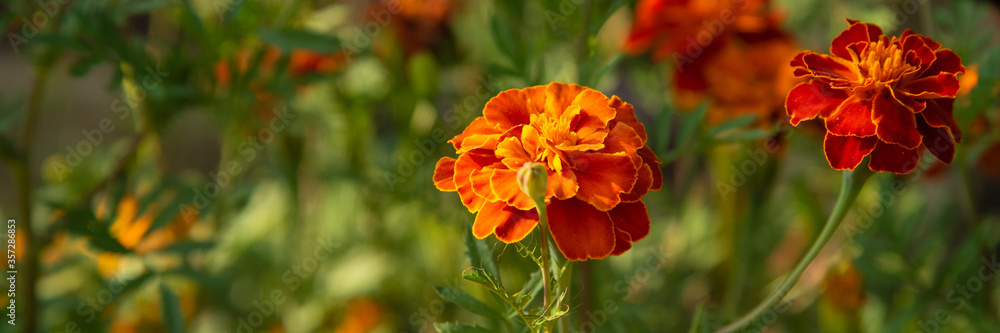 Close up of beautiful Marigold flower in garden Close up of beautiful Marigold flower in garden