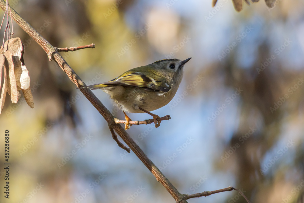 Goldcrest (Regulus regulus)