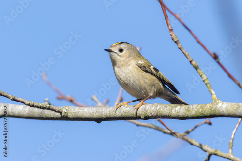 Obraz na płótnie Goldcrest (Regulus regulus) w salonie