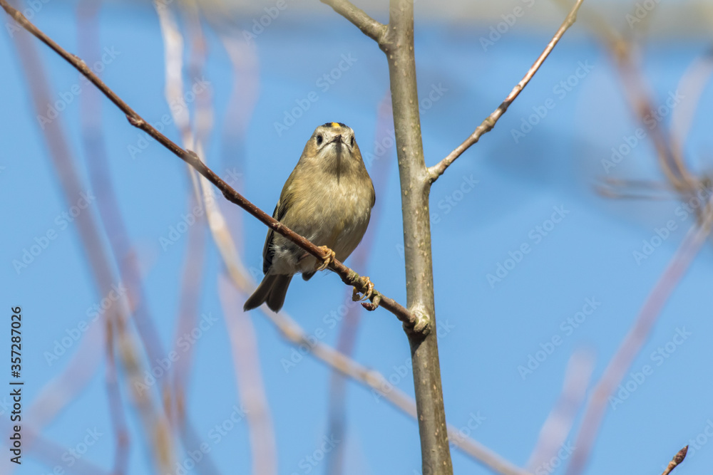 Goldcrest (Regulus regulus)