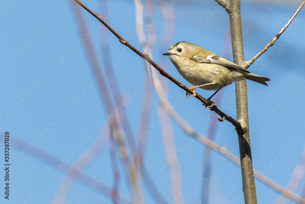 Goldcrest (Regulus regulus)