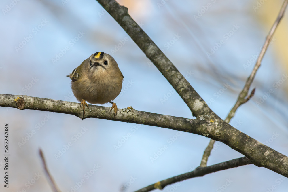 Goldcrest (Regulus regulus)