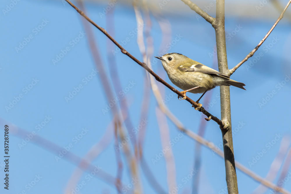 Goldcrest (Regulus regulus)