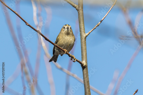 Obraz na płótnie Goldcrest (Regulus regulus) w salonie