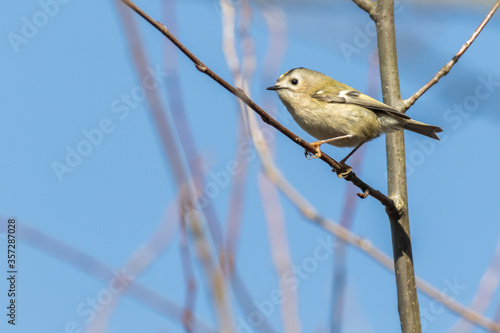 Obraz na płótnie Goldcrest (Regulus regulus) w salonie