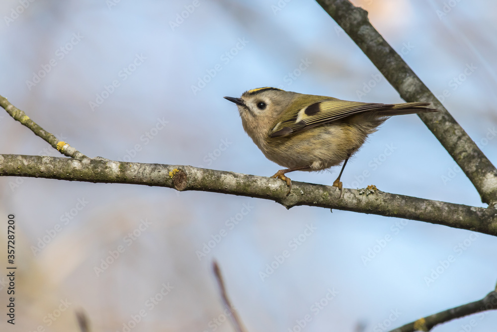 Goldcrest (Regulus regulus)