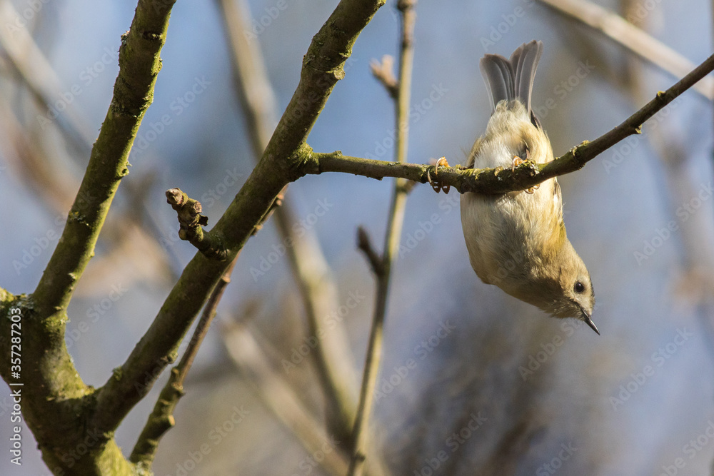 Goldcrest (Regulus regulus)