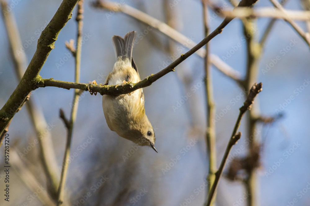 Goldcrest (Regulus regulus)