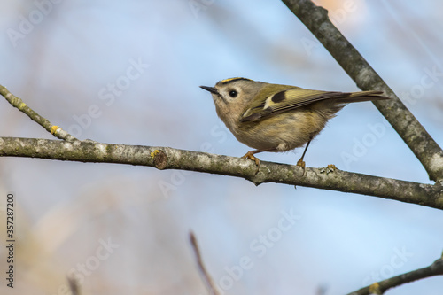 Obraz na płótnie Goldcrest (Regulus regulus) w salonie