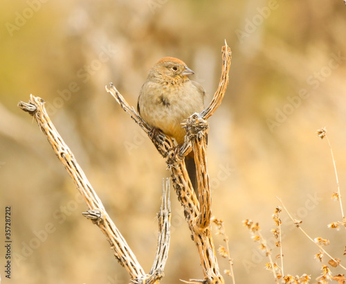 canyon towhee on a cactus