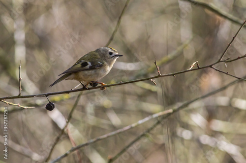 Obraz na płótnie Goldcrest (Regulus regulus) w salonie