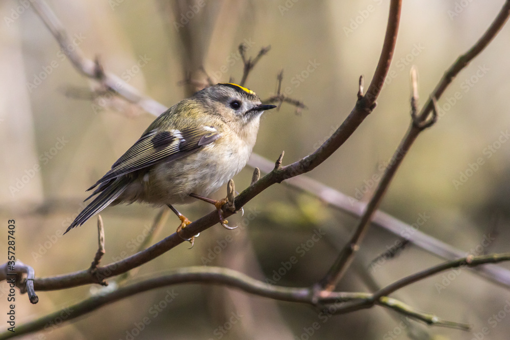Goldcrest (Regulus regulus)