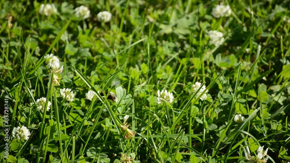 bumblebee pollinating white flowers on green field bumblebee pollinating white flowers on green field