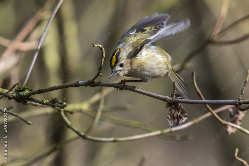 Goldcrest (Regulus regulus)