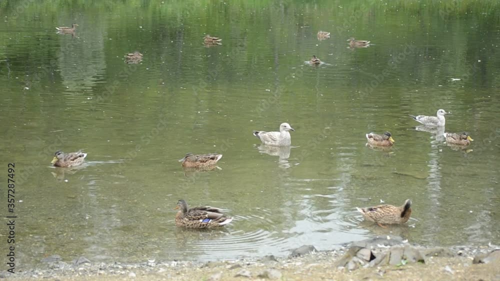 seagulls and mallard ducks in summer pond seagulls and mallard ducks in summer pond