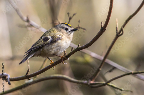 Obraz na płótnie Goldcrest (Regulus regulus) w salonie