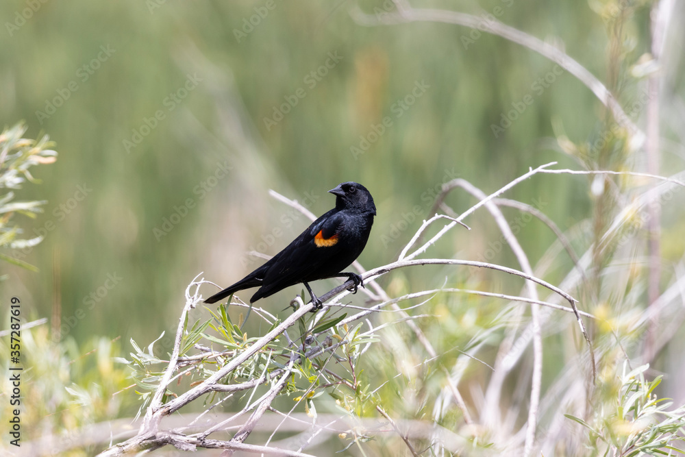 Red Wing Blackbird on a Perch Red Wing Blackbird on a Perch