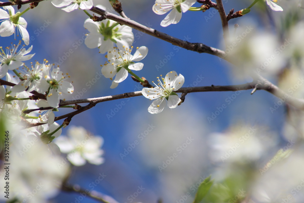 cherry tree blossom