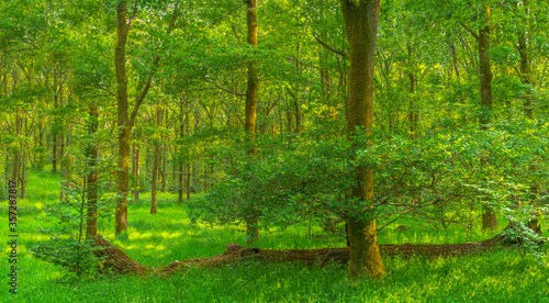 Fototapeta Naklejka Na Ścianę i Meble -  Green forest in the morning