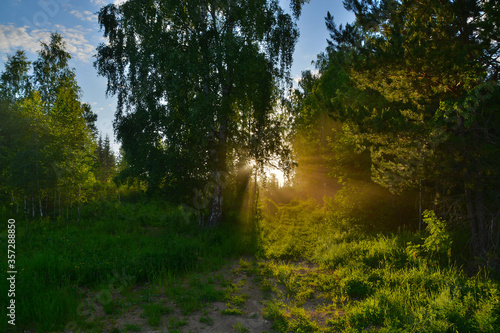 Golden rays of light break through the crowns of trees on a summer evening with a path in the forest