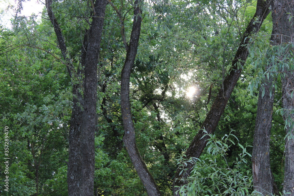 Naklejka premium trees in the forest