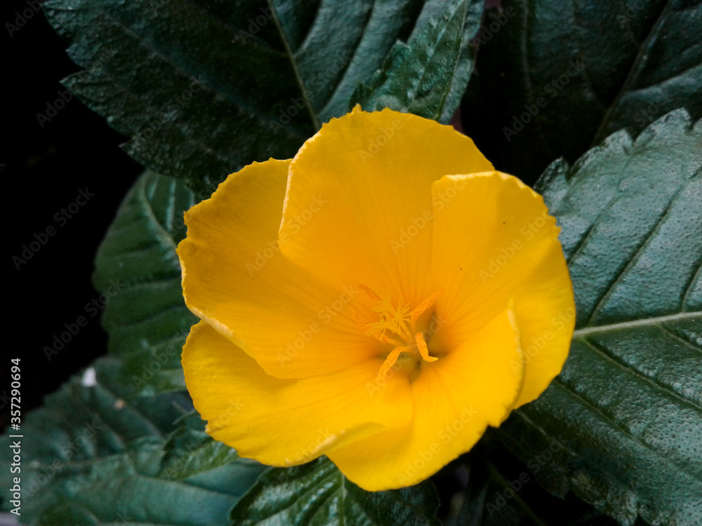 yellow flower in the garden yellow flower in the garden