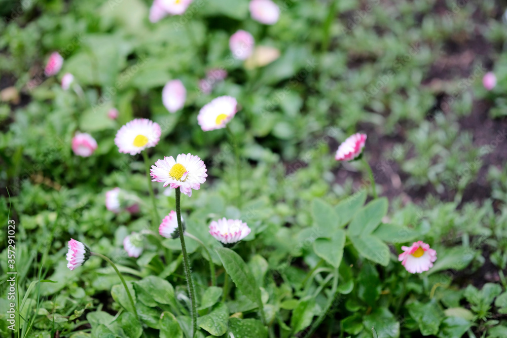 bright blooming daisies on a green background