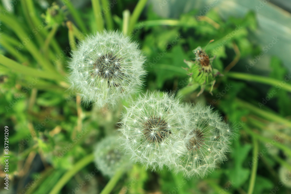 The vividness of a close-up dandelion.
The vividness of a close-up dandelion.